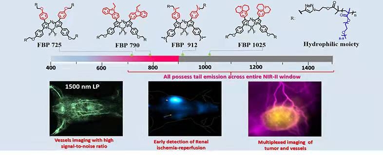 A Bright, Renal-Clearable NIR-II Brush Macromolecular Probe with